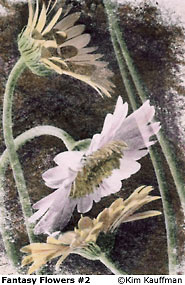 Fantasy Flower 2 Fine art alternative process on a silver print with selective developement and hand coloring of a botanical subject by Kim Kauffman