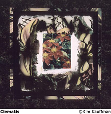 Clematis photo Fine art alternative process that include polaroid transfer and emulsion transfer with mat decoration by Kim Kauffman