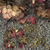 Brocade from the Collaboration Series by Kim Kauffman Scannography Photo Collage made with multiple scans from original 3d objects