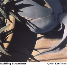 Kim Kauffman Photo: b&w hand colored silver print titled Swirling Succulents