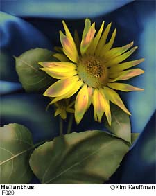 Helianthus photograph - archival pigment print made from multiple scans of original objects - scanography