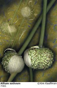 Allium sativum photograph - archival pigment print made from multiple scans of original objects - scanography