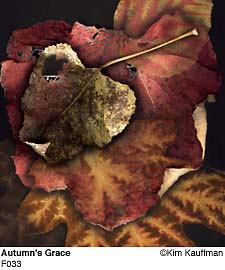 Fine Art photograph Autumns Grace from the Florilegium series by Kim Kauffman Photo collage with multiple scans of original 3d objects scanography.