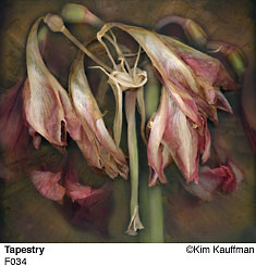 Fine Art photograph Tapestry from the Florilegium series by Kim Kauffman Photo collage with multiple scans of original 3d objects scanography.