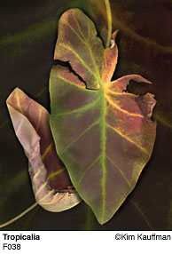 Fine Art photograph Tropicalia from the Florilegium series by Kim Kauffman Photo collage with multiple scans of original 3d objects scanography.