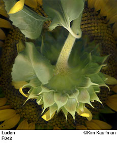 Fine Art photograph Laden from the Florilegium series by Kim Kauffman Photo collage with multiple scans of original 3d objects scanography.