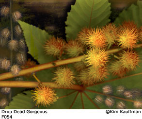 Fine Art photograph Drop Dead Gorgeous from the Florilegium series by Kim Kauffman Photo collage with multiple scans of original 3d objects scanography.