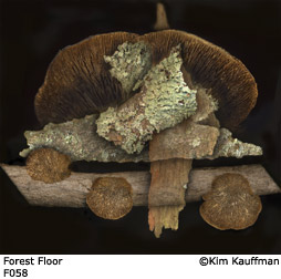 Fine Art photograph Forest Floor from the Florilegium series by Kim Kauffman Photo collage with multiple scans of original 3d objects scanography.
