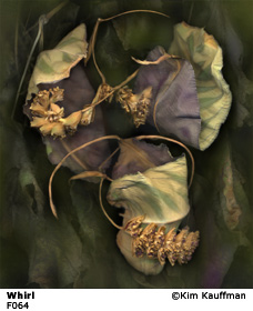 Fine Art photograph Whirl from the Florilegium series by Kim Kauffman Photo collage with multiple scans of original 3d objects scanography.