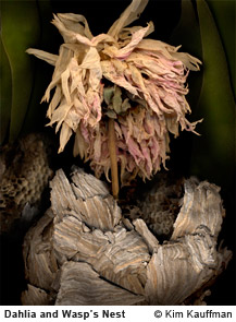 Dahlia and Wasps Nest photograph by photographer Kim Kauffman