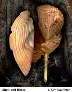 Shell and Hosta photograph by photographer Kim Kauffman