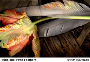 Tulip and Swan Feathers photograph by photographer Kim Kauffman