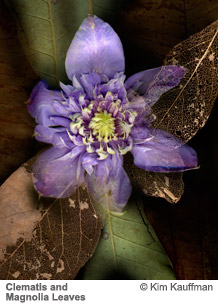 Clematis and Magnolia Leaves by Kim Kauffman from the Florilegium series