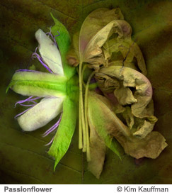 fPassion Flower by Kim Kauffman from the Florilegium series