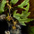 Philodendron and Witch Hazel photograph by photographer Kim Kauffman