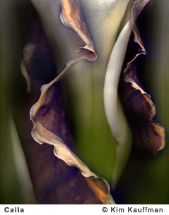 Fine Art photograph Calla from the Florilegium series by Kim Kauffman Photo collage with multiple scans of original 3d objects scanography.