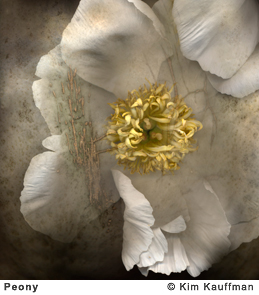 Fine Art photograph Peony from the Florilegium series by Kim Kauffman Photo collage with multiple scans of original 3d objects scanography.