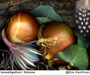 Investigation-Onions photograph collage made from scans of original objects by photographer Kim Kauffman
