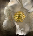 Peony from Kim Kauffman's Florilegium photographic series
