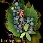 Fine art photographs by kim kauffman photo collage made with multiple scans of original botanical and nature objects titled Florilegium